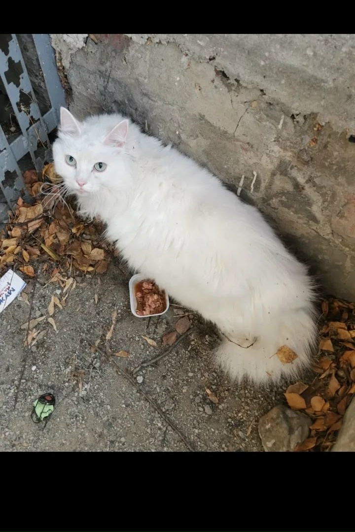 Found Cat in Oxford, England — listing photo