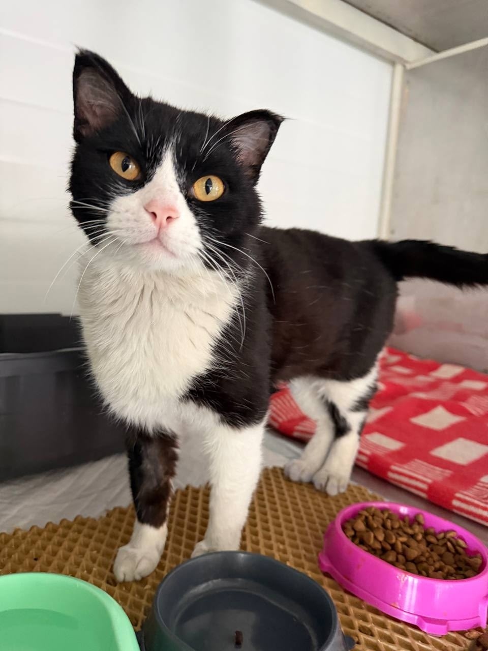 Found Cat in Birmingham, England — Cat found in Birmingham