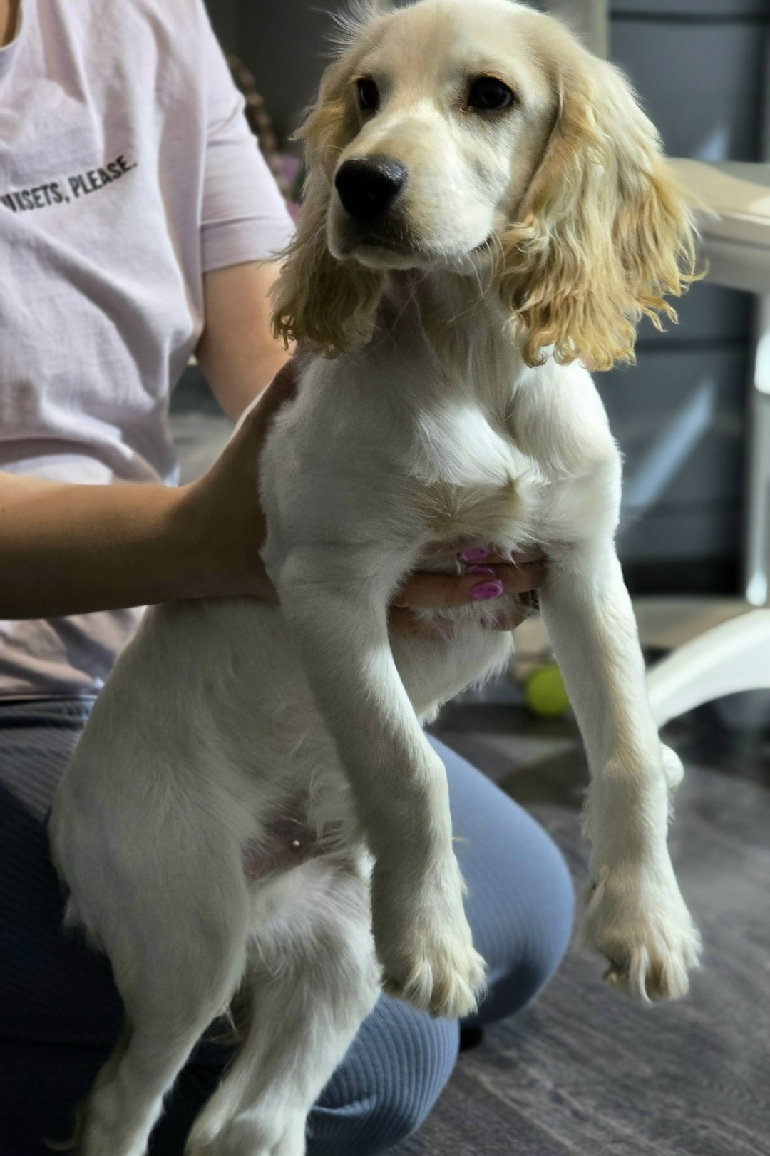 Found Dog in Sheffield, England — listing photo