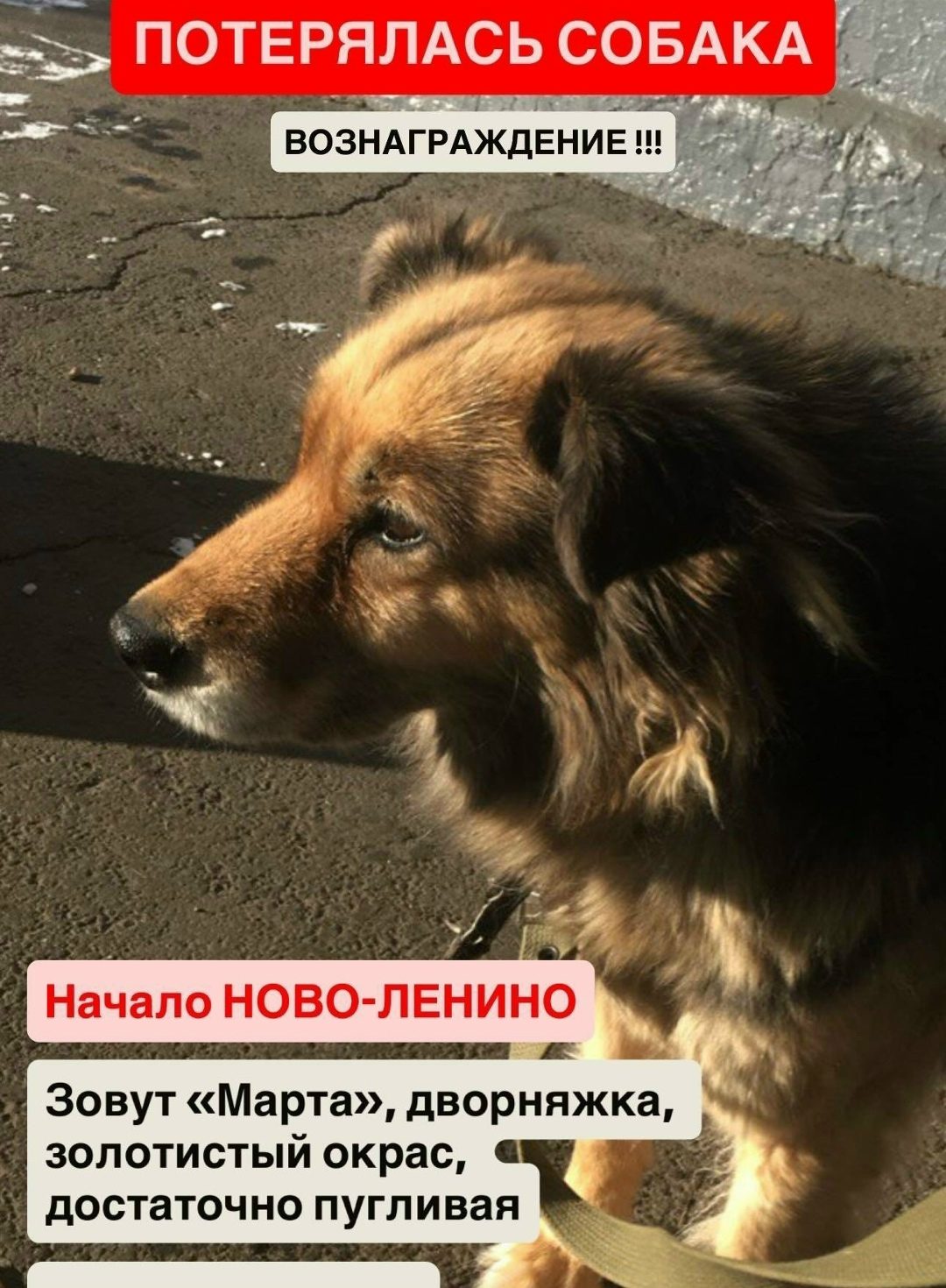 Found Dog in Cardiff, Wales — listing photo