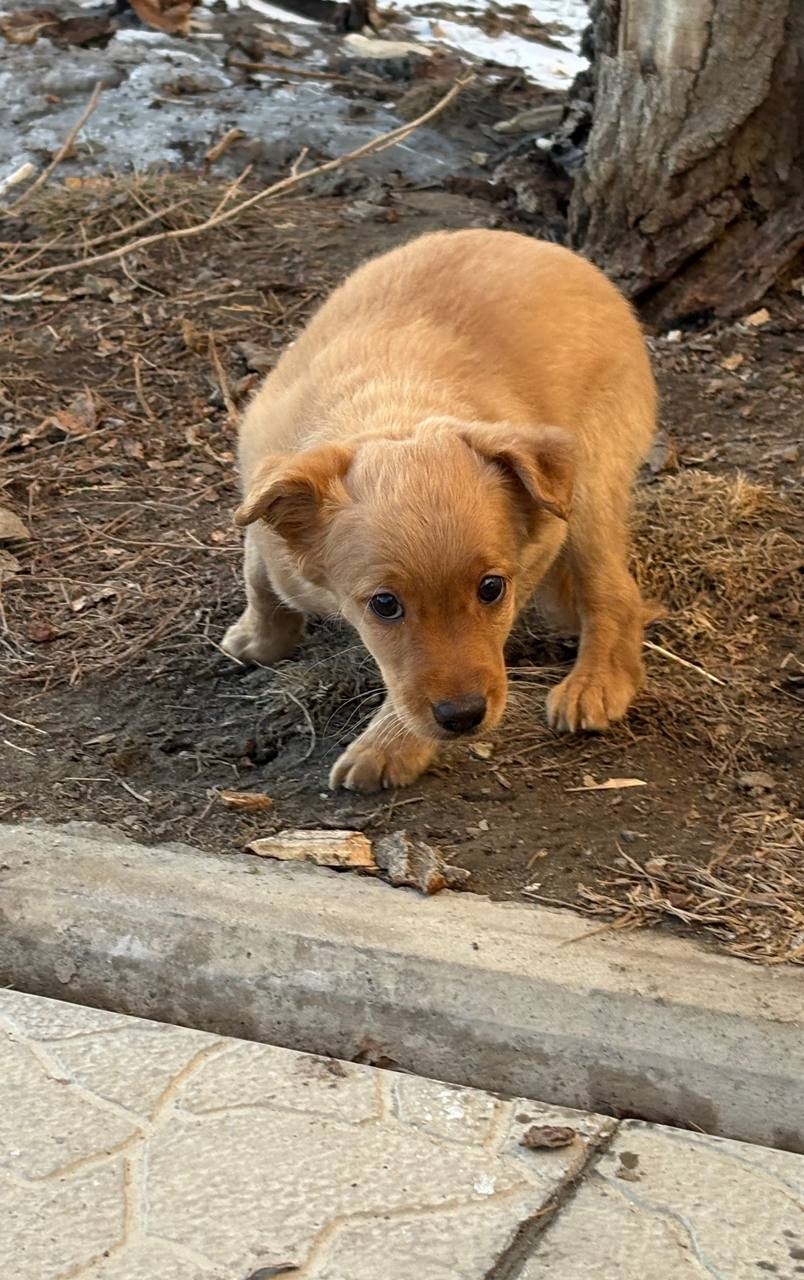 Found Dog in Derby, England — Stray dog found in Derby