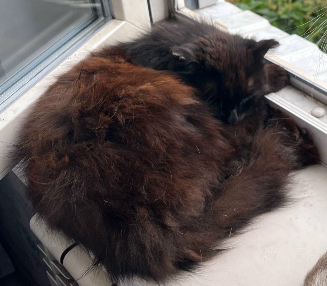 Lost Cat in Kingston upon Hull, England — listing photo