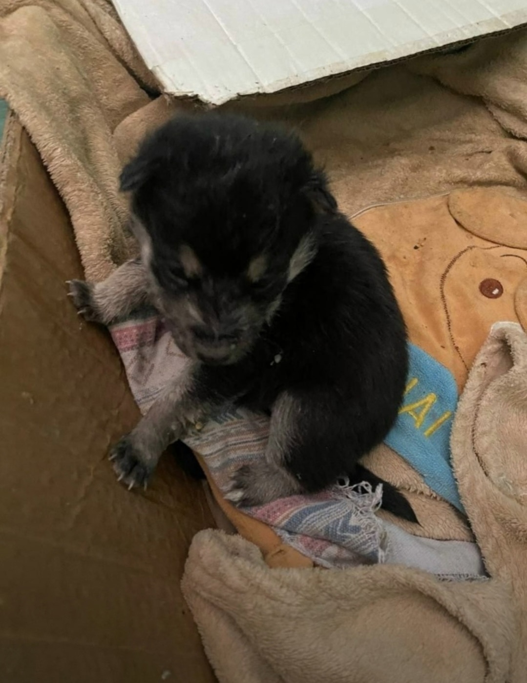 Lost Dog in Belfast, Northern Ireland — listing photo