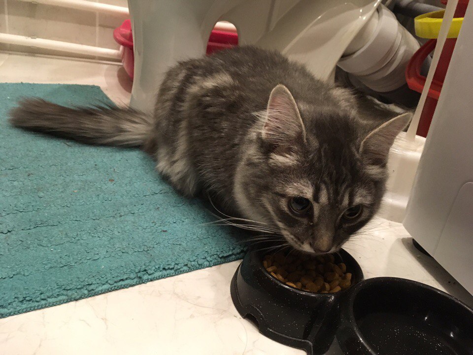 Found Cat in Stockport, England Found Cat in Stockport, England — listing photo
