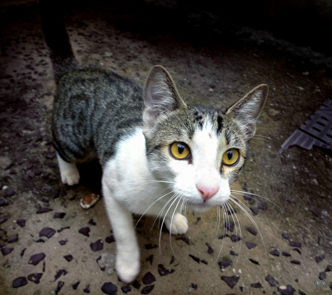 Found Dog in London, England — listing photo