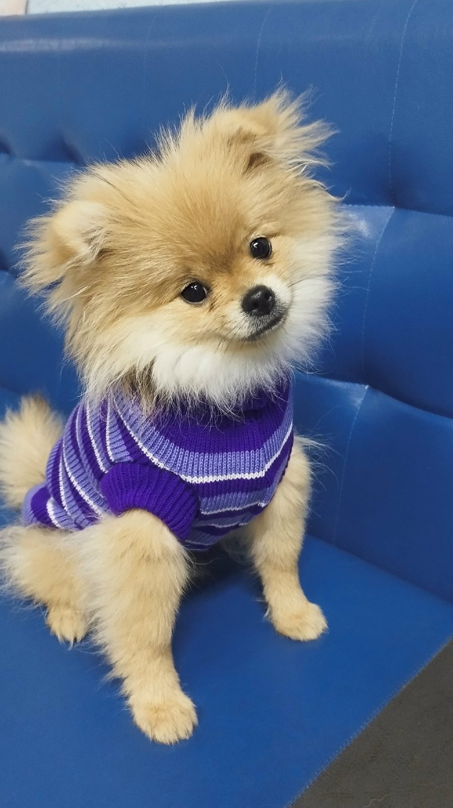 Found Dog in Northampton, England Found Dog in Northampton, England — listing photo