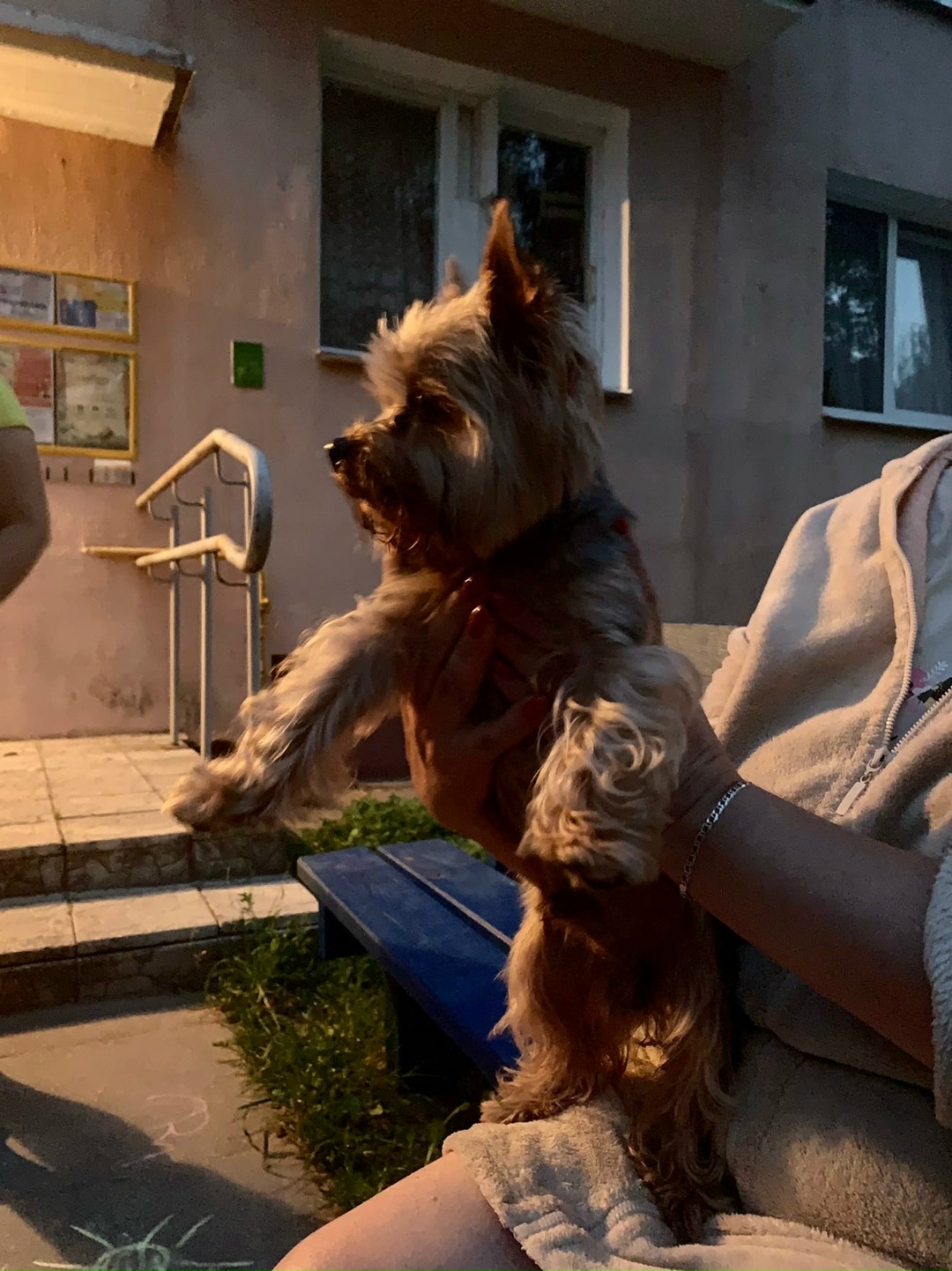 Found Dog in Luton, England Found Dog in Luton, England — listing photo