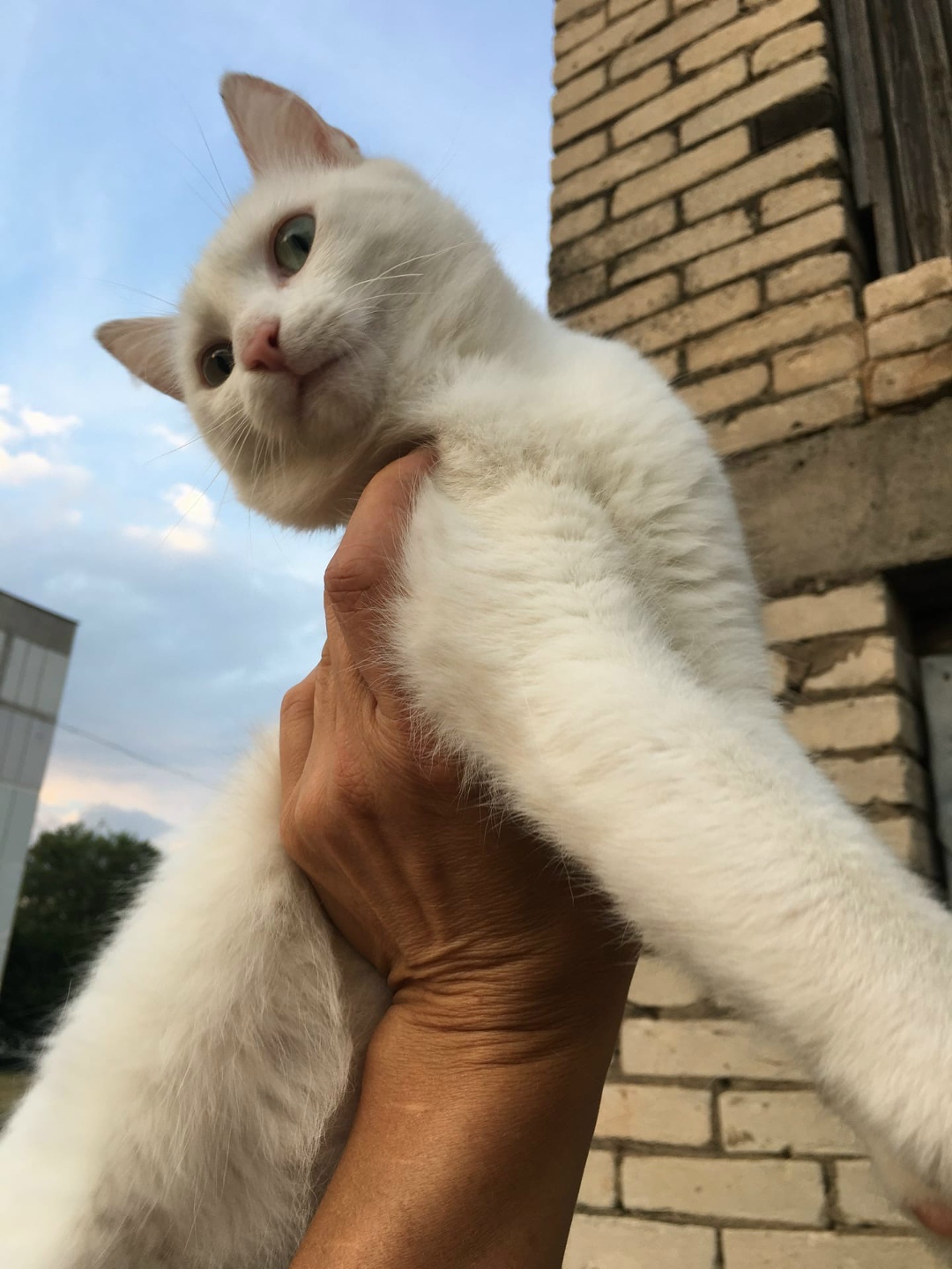 Found Cat in Gloucester, England — listing photo