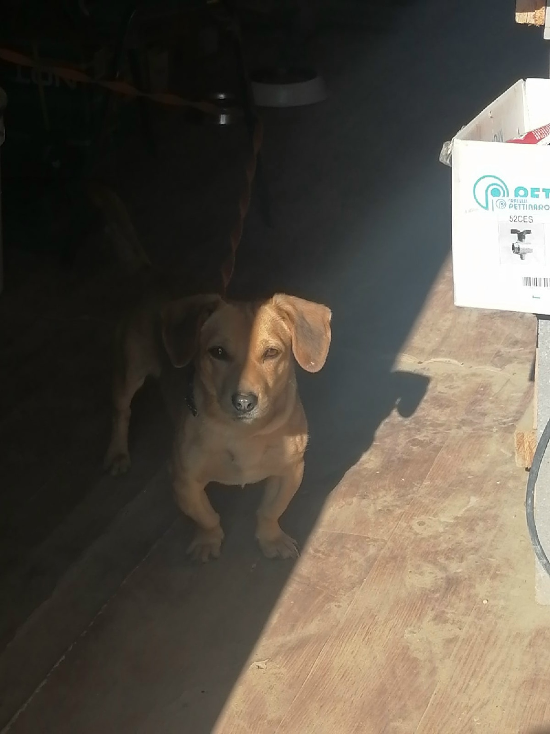 Found Dog in Sunderland, England — Stray dog found in Sunderland