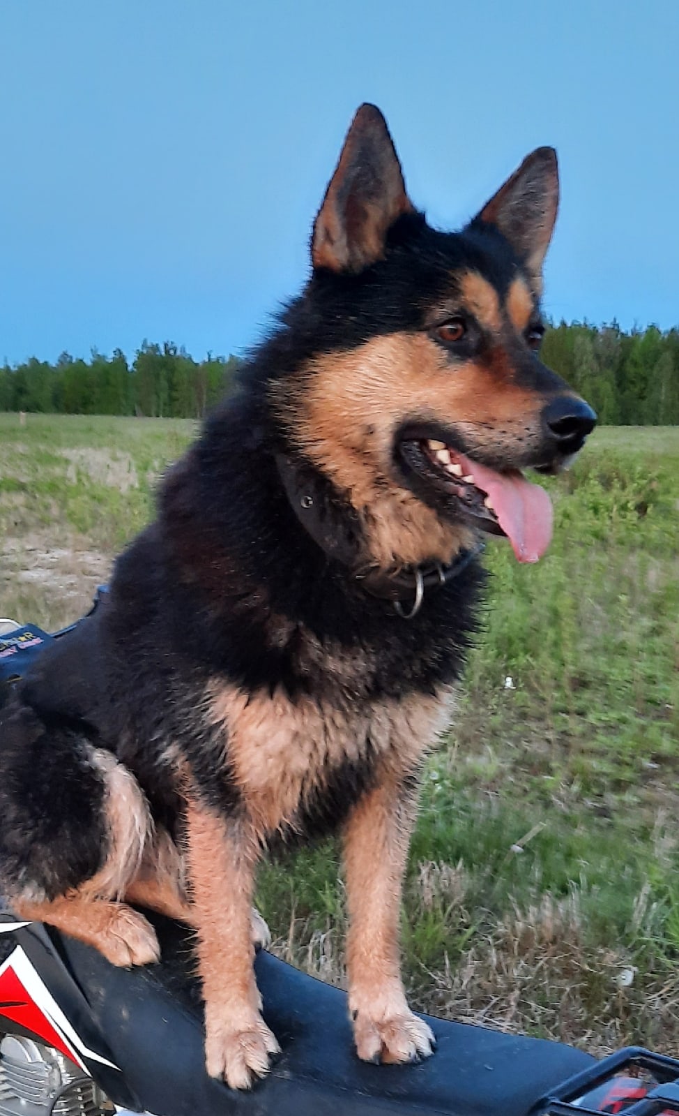 Found Dog in Bradford, England — listing photo
