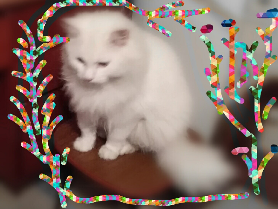 Lost Cat in Sunderland, England — listing photo