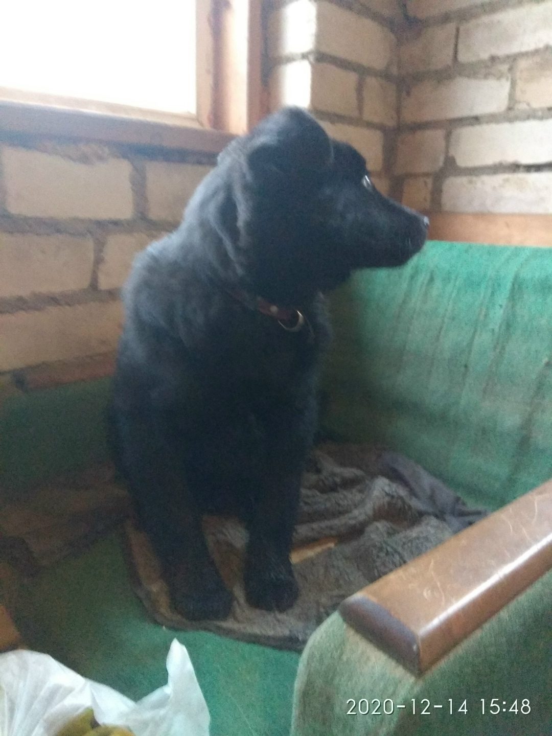 Found Dog in Coventry, England — Stray dog found in Coventry