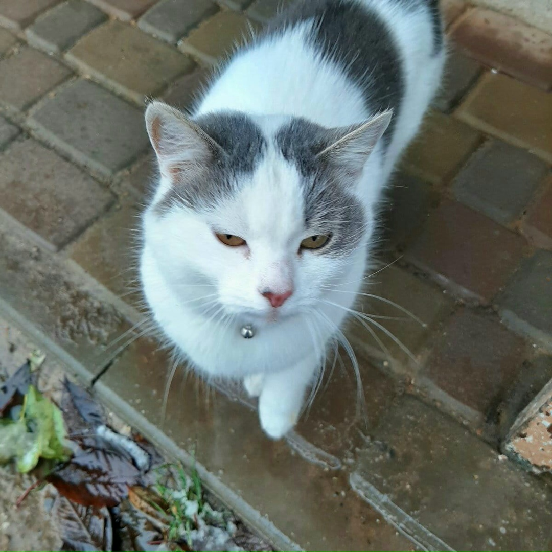 Found Cat in Peterborough, England Found Cat in Peterborough, England — listing photo