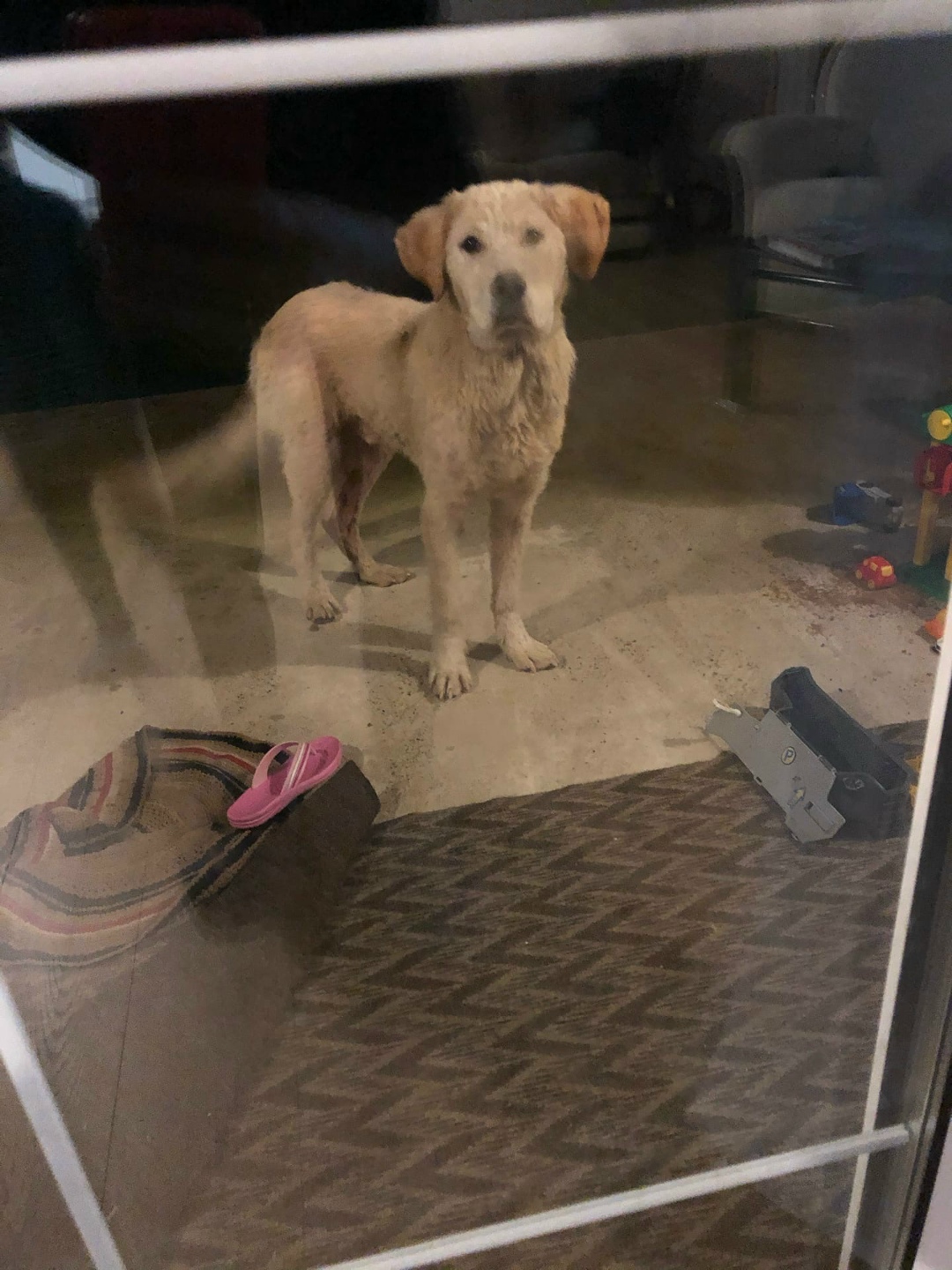 Found Dog in Wolverhampton, England — listing photo