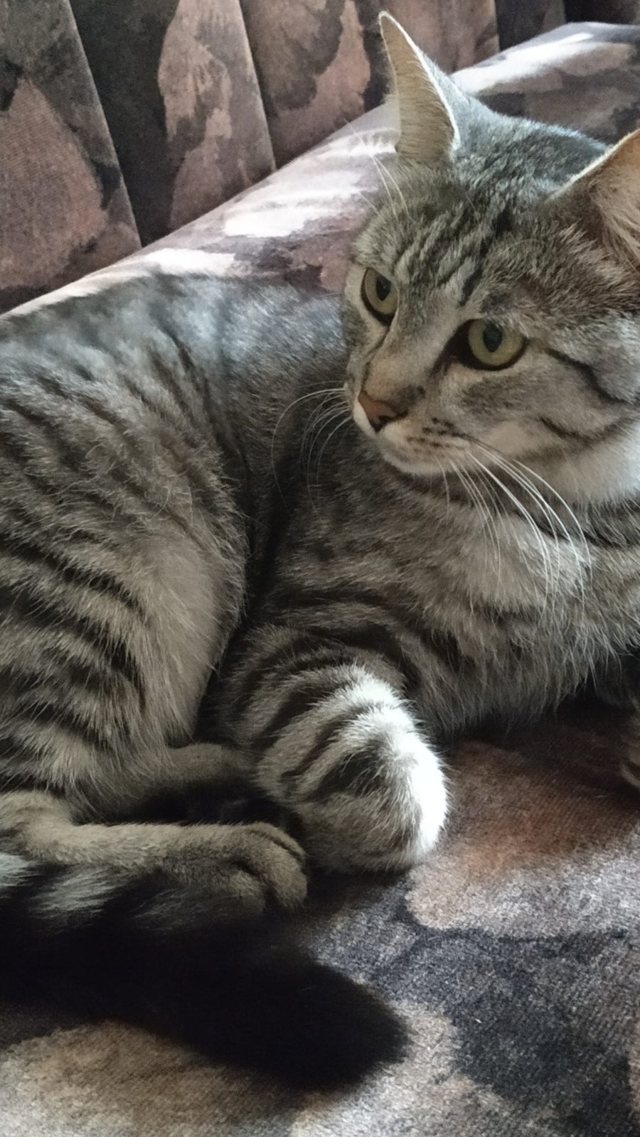 Cat found in Stockport