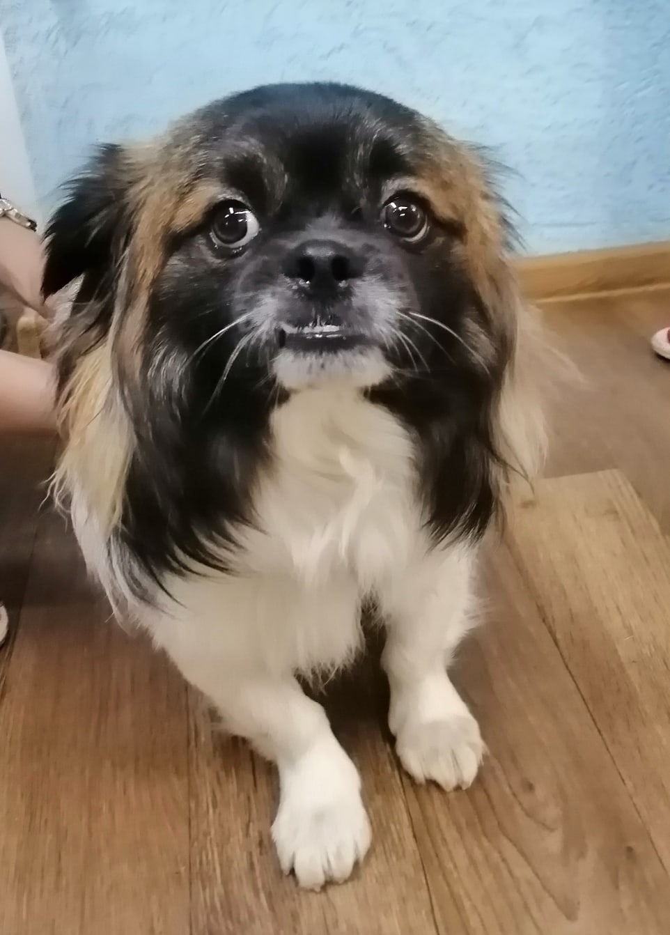 Found Dog in Bournemouth, England — Dog found safe in Bournemouth