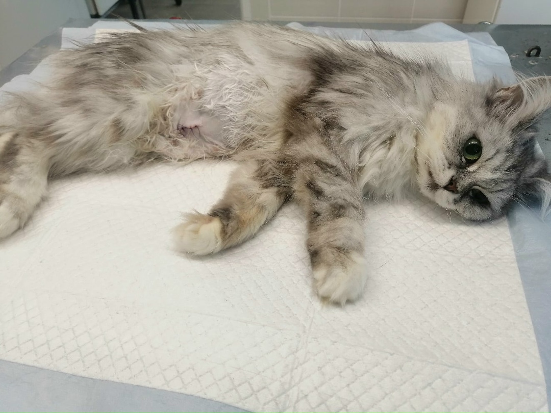 Found Cat in Derby, England — listing photo
