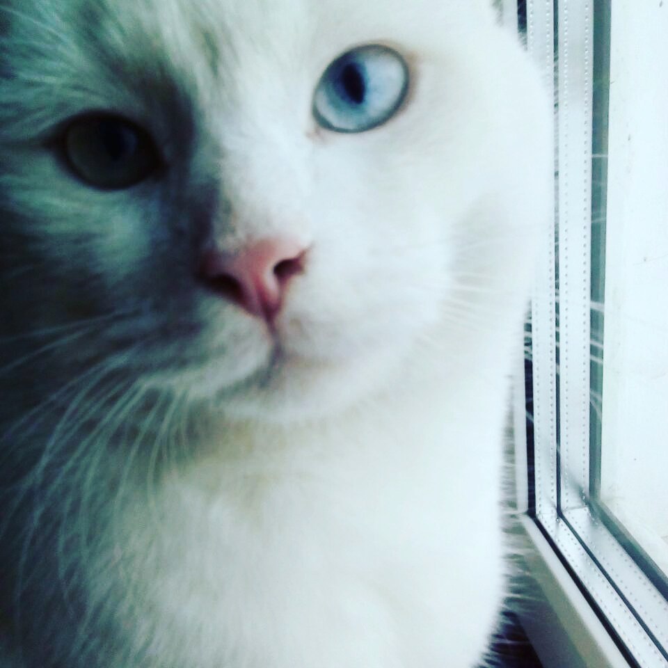 Found Cat in Nottingham, England — Cat found in Nottingham