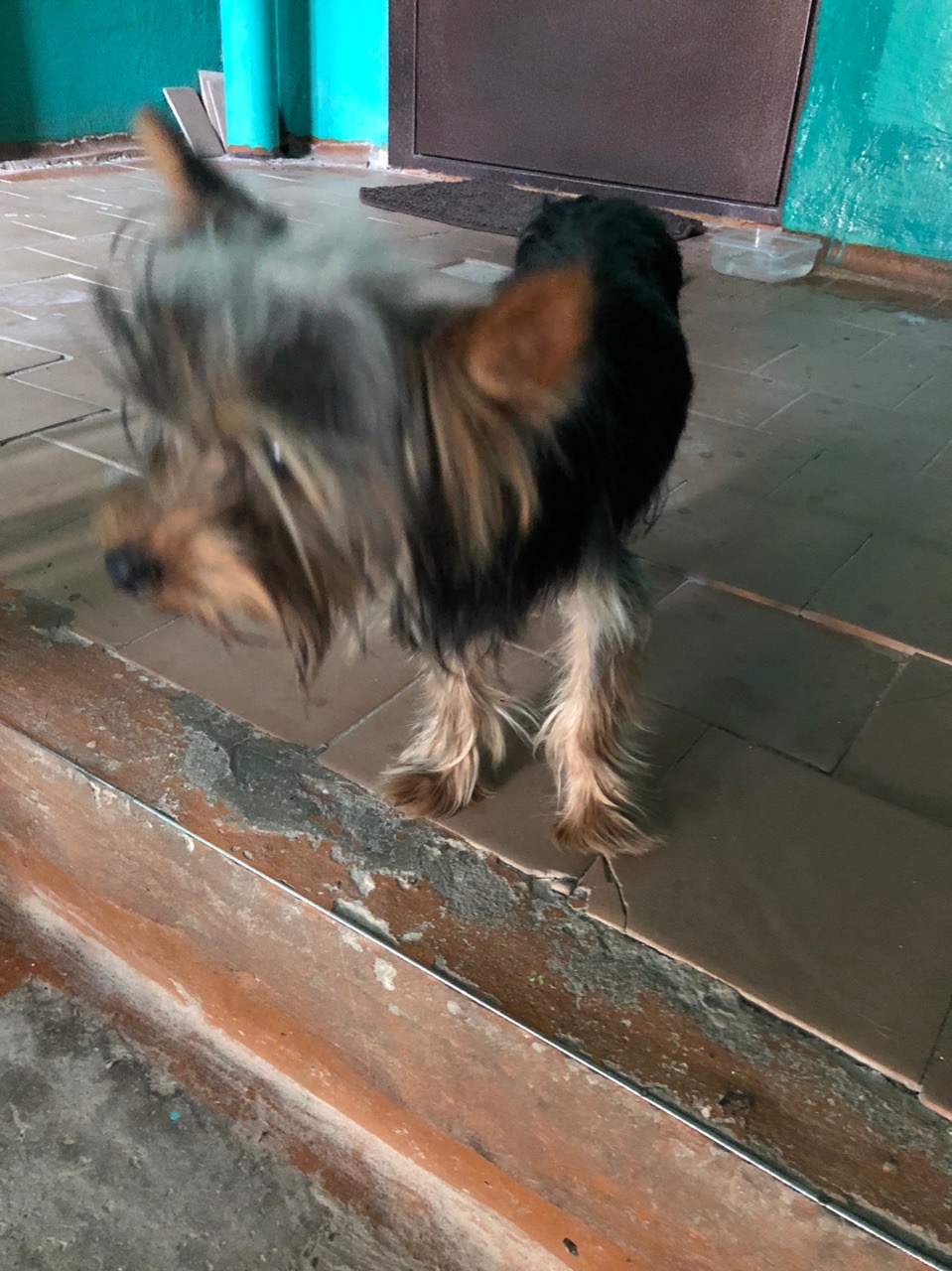 Found Dog in Kingston upon Hull, England — listing photo