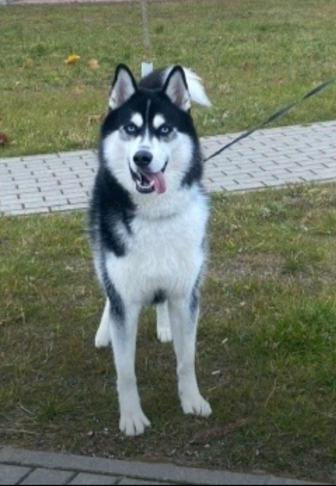 Lost Dog in Dundee, Scotland — Have you seen this dog in Dundee?