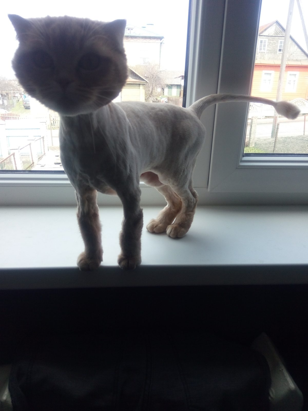 Lost Cat in Northampton, England Lost Cat in Northampton, England — listing photo