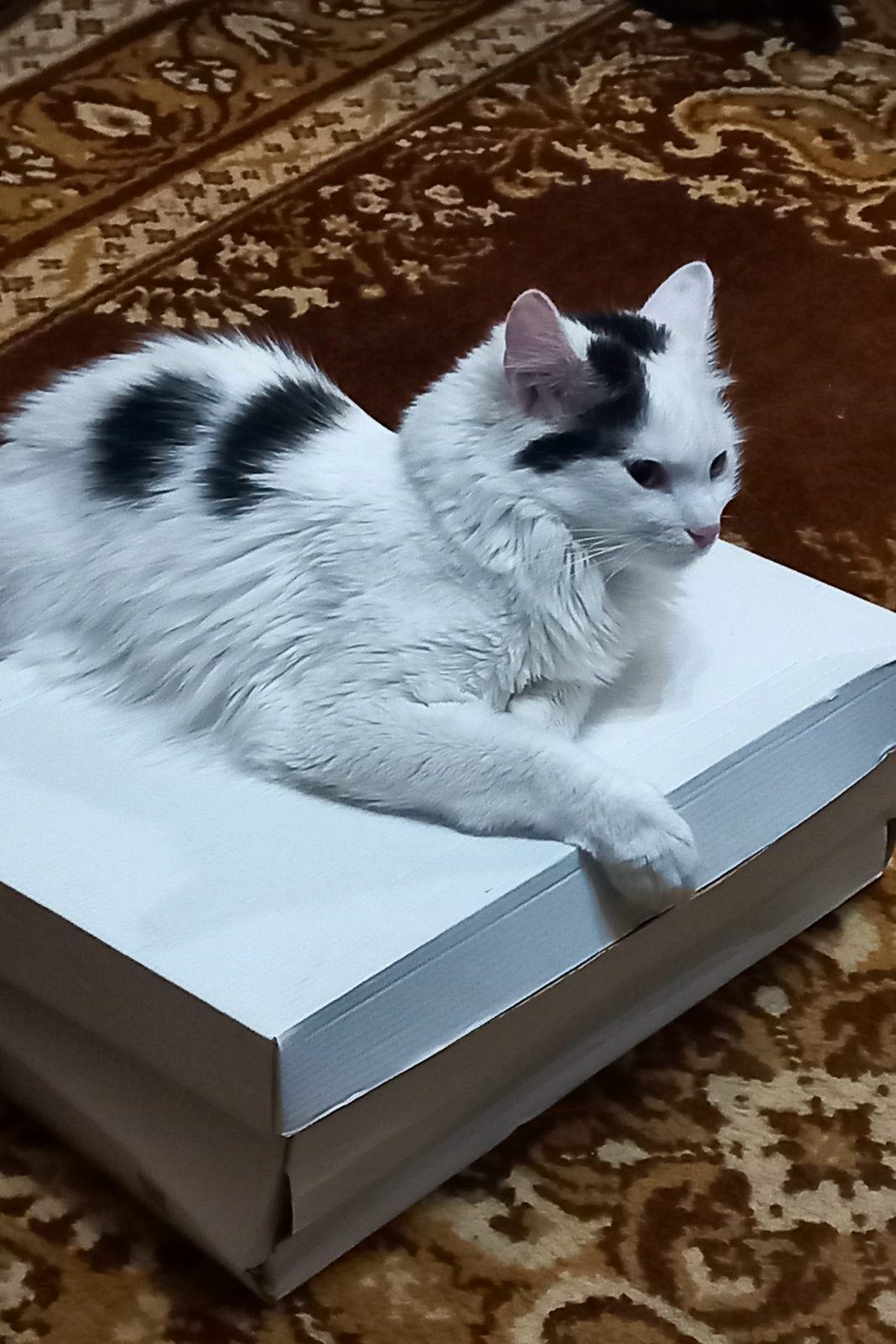 Lost Cat in Bolton, England Lost Cat in Bolton, England — listing photo