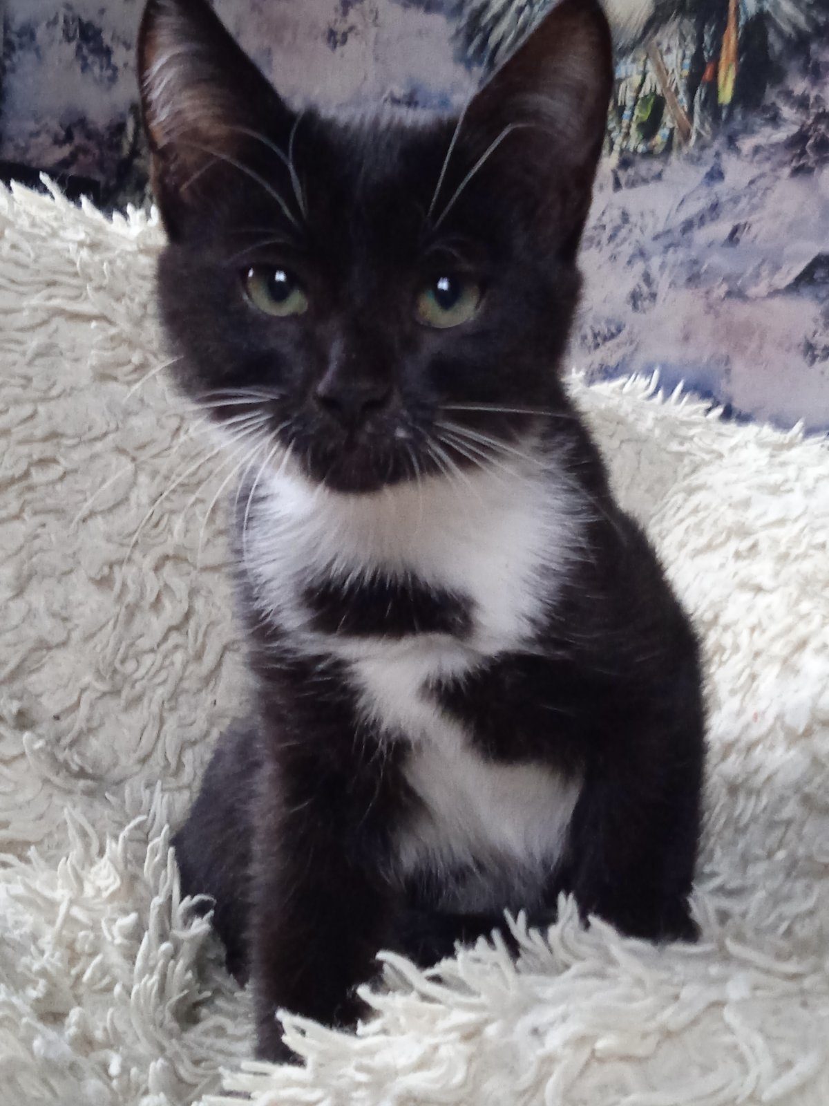 Found Cat in Swindon, England Found Cat in Swindon, England — listing photo