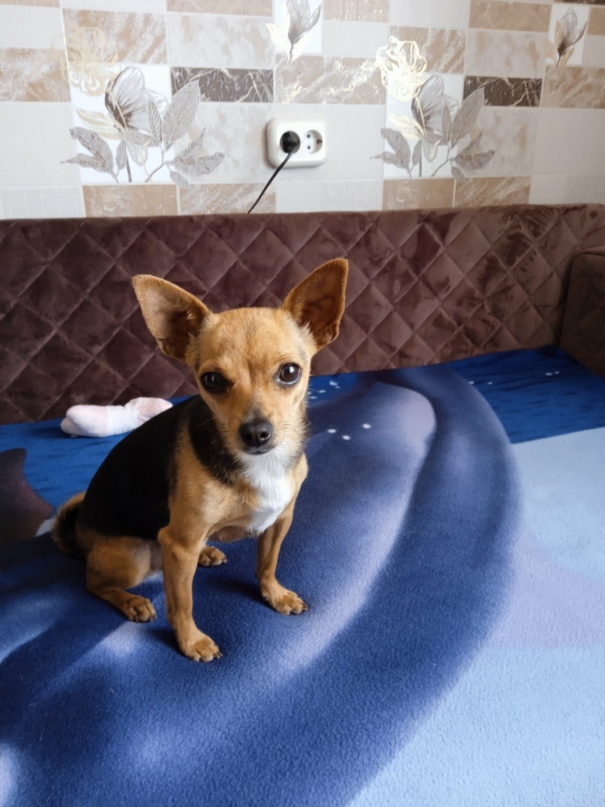 Found Dog in Belfast, Northern Ireland — Dog found safe in Belfast