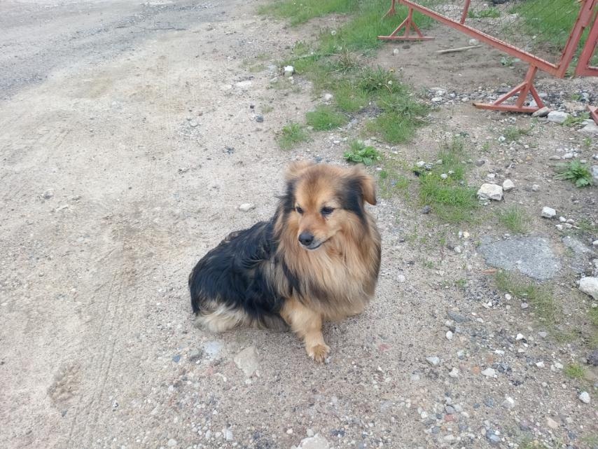 Lost Dog in London, England — listing photo