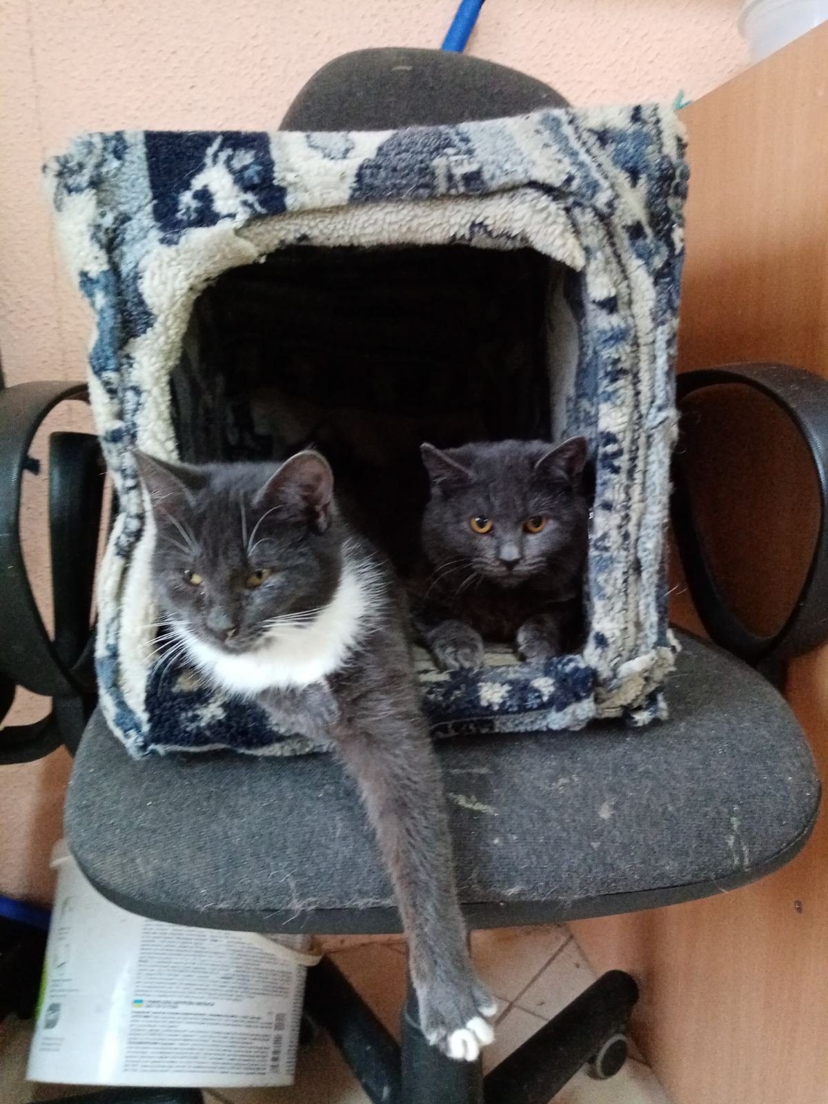 Lost Cat in York, England — listing photo