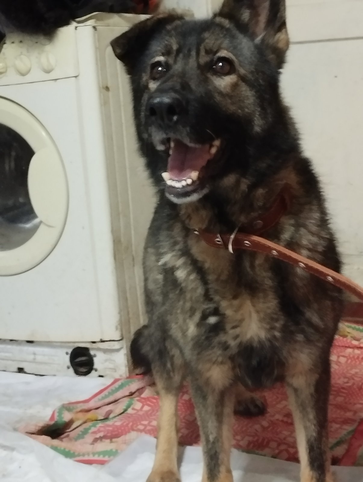 Lost Dog in Leeds, England — listing photo