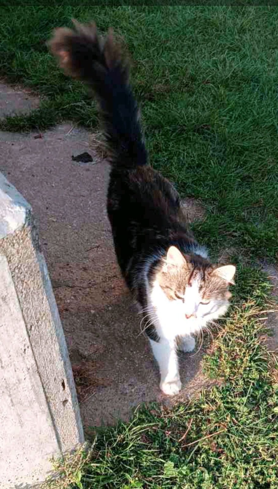 Lost Cat in Aberdeen, Scotland — listing photo