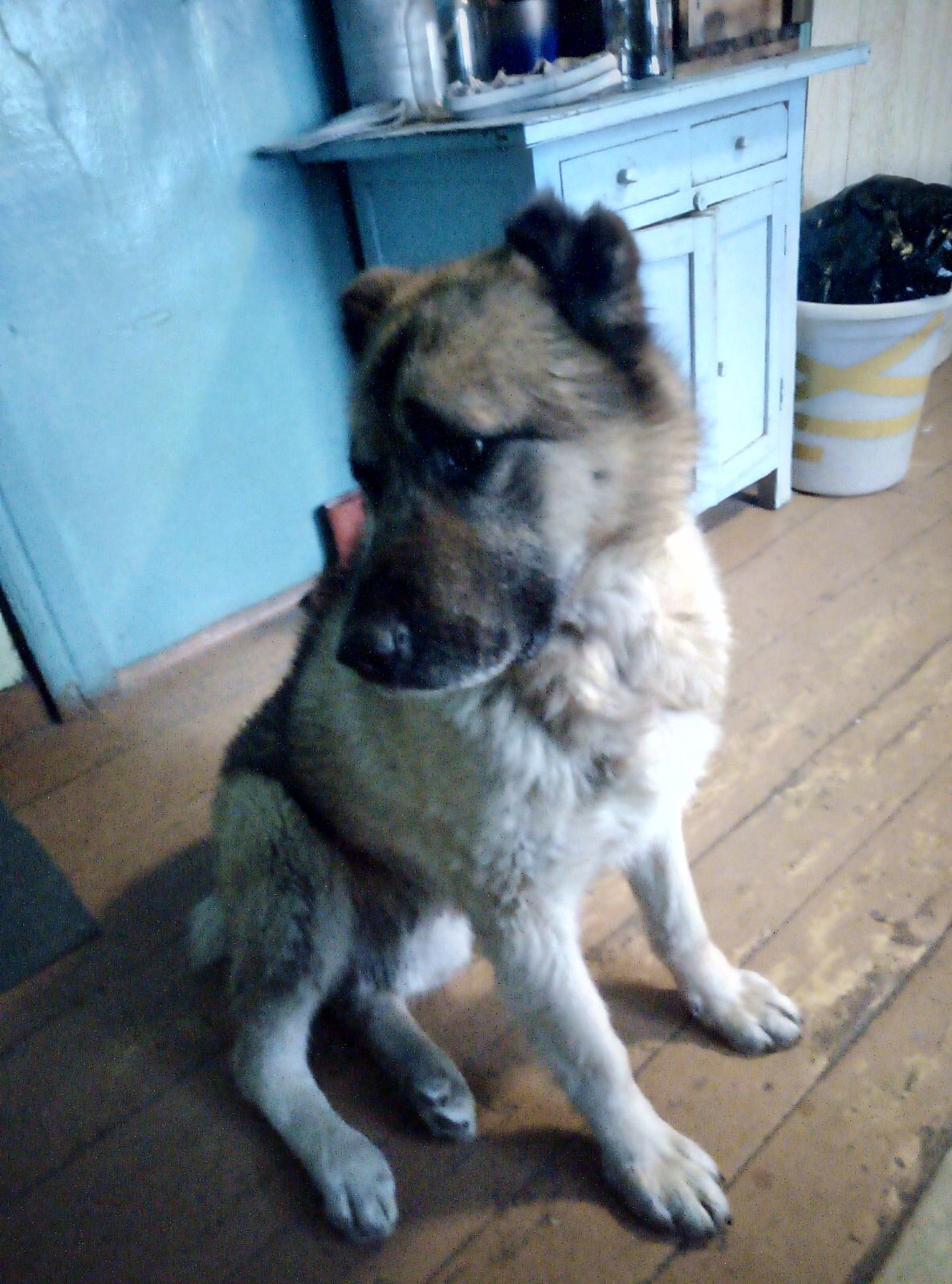 Found Dog in Brighton, England — Stray dog found in Brighton