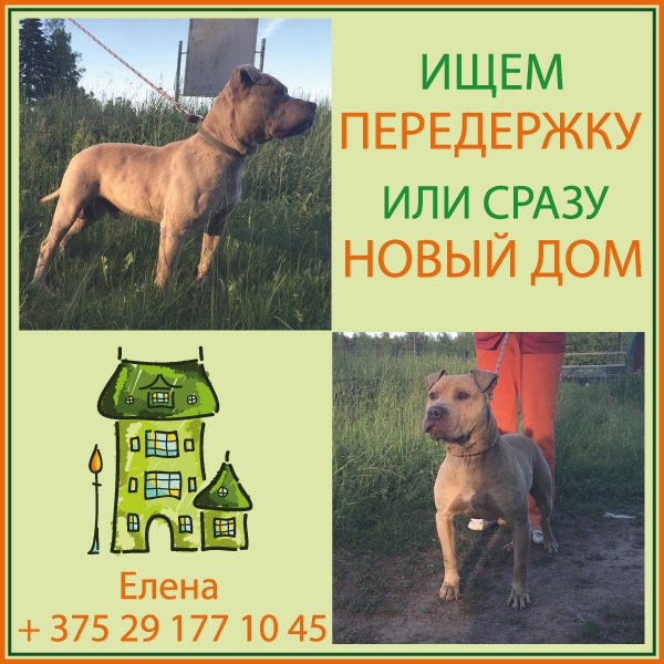Found Dog in Brighton, England — listing photo