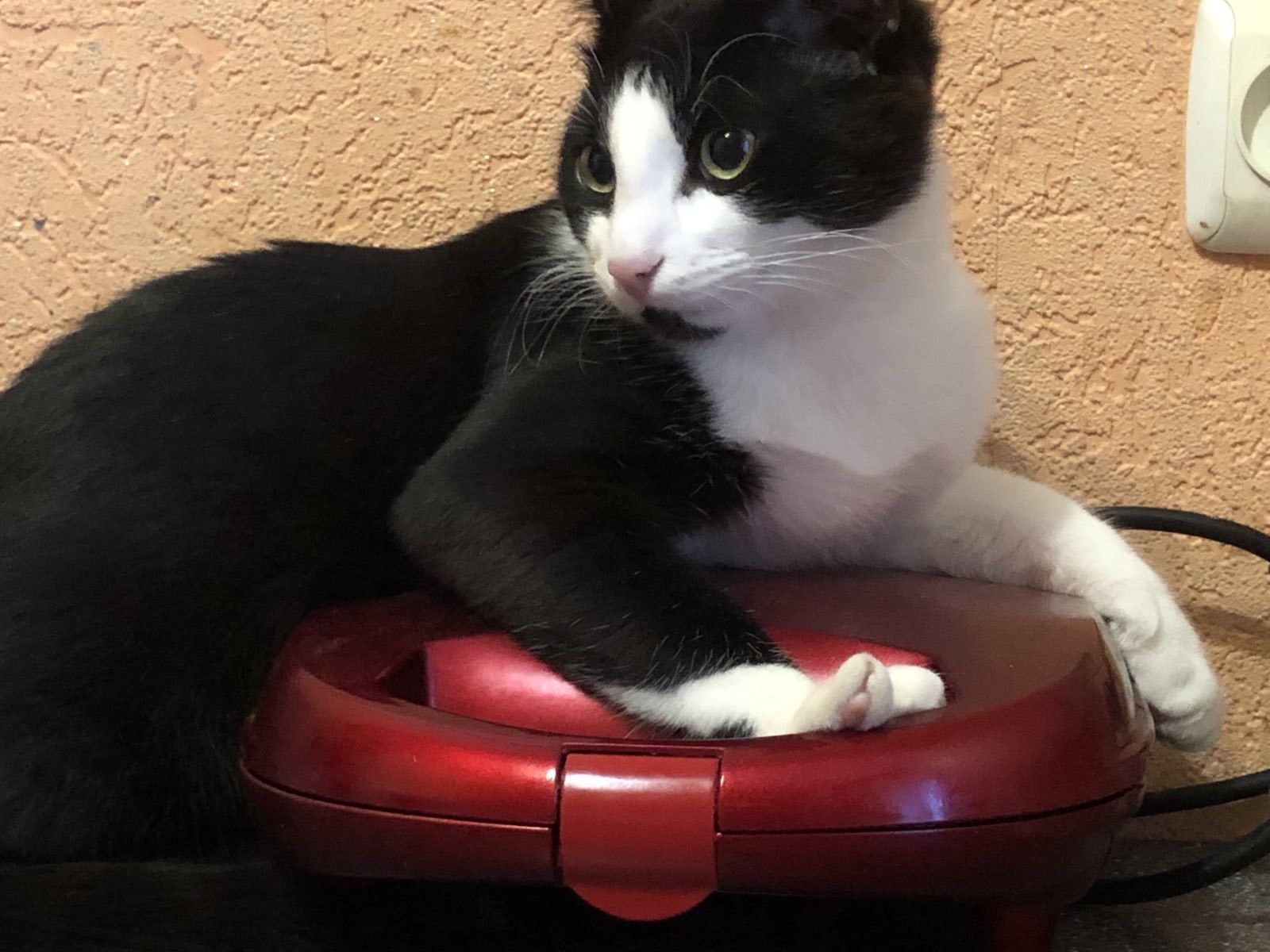 Lost Cat in Coventry, England — listing photo
