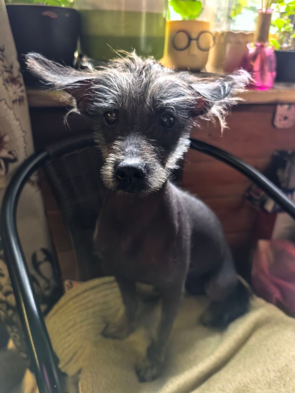 Found Dog in Cambridge, England — listing photo