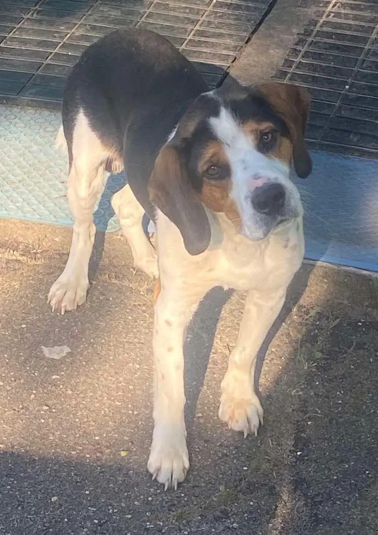Found Dog in Stoke-on-Trent, England — Dog found in Stoke-on-Trent