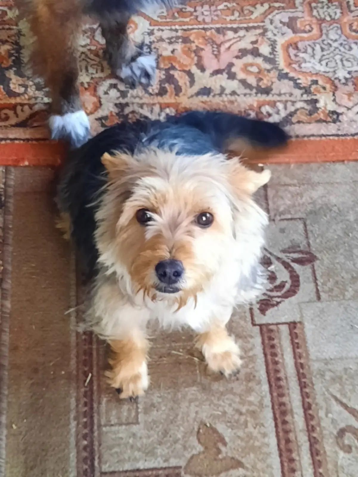 Found Dog in Sheffield, England — Stray dog found in Sheffield