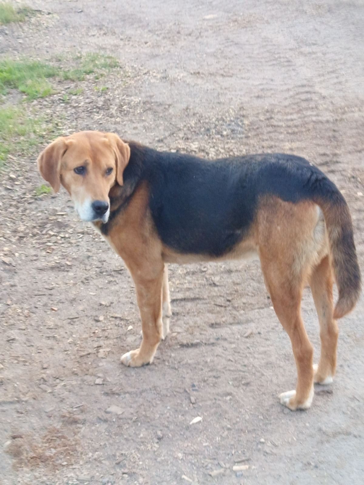 Lost Dog in Dundee, Scotland — listing photo
