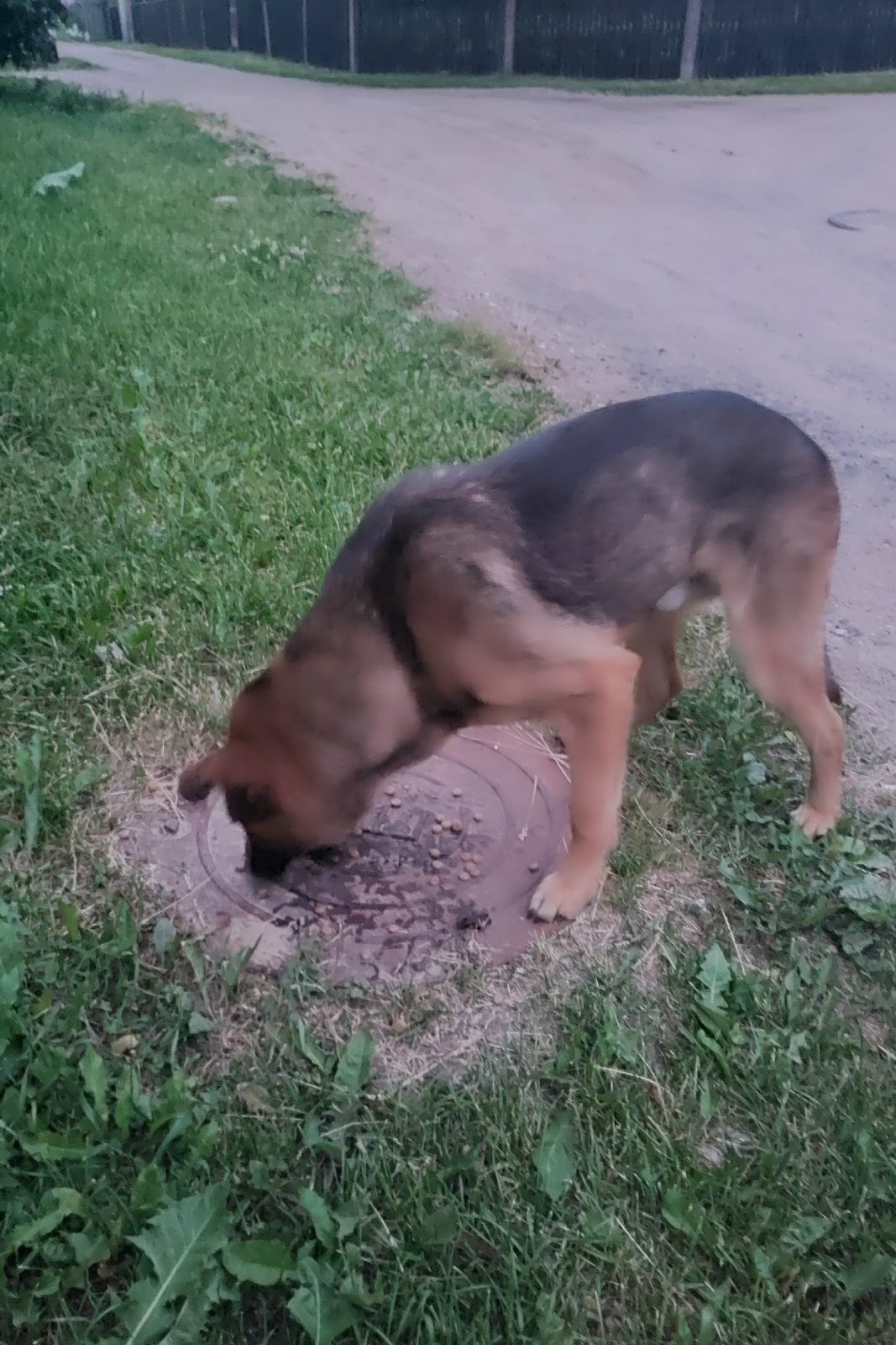 Found Dog in Manchester, England — listing photo