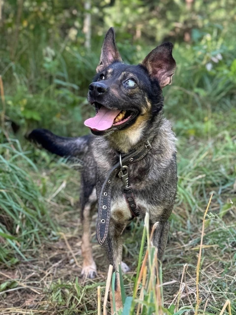 Found Dog in Birmingham, England — Dog found in Birmingham