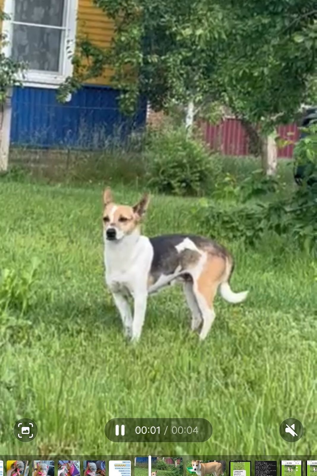 Found Dog in Huddersfield, England: Dog found safe in Huddersfield Found Dog in Huddersfield, England — Dog found safe in Huddersfield