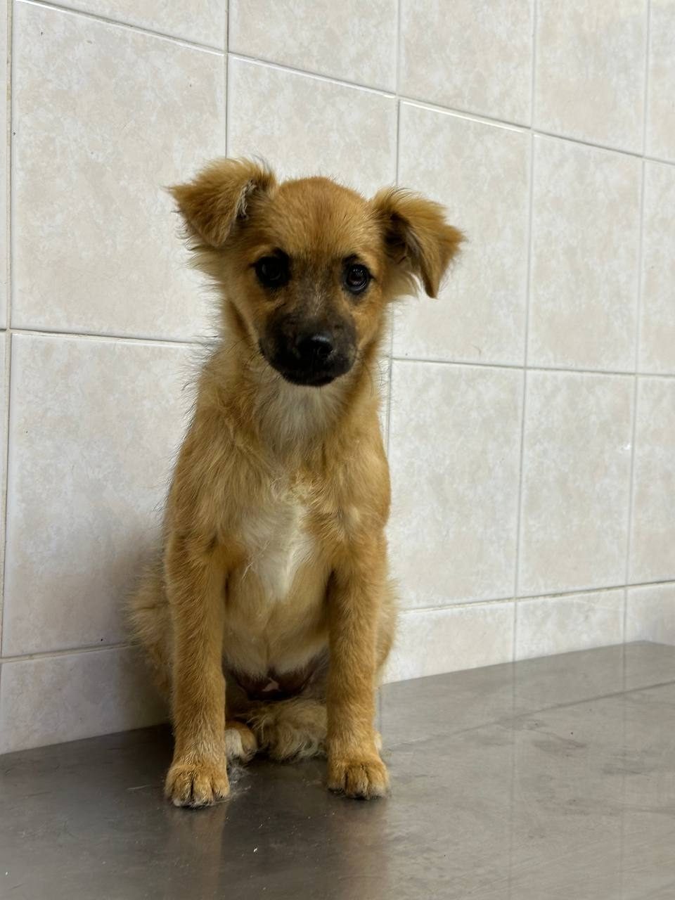 Found Dog in Watford, England Found Dog in Watford, England — listing photo
