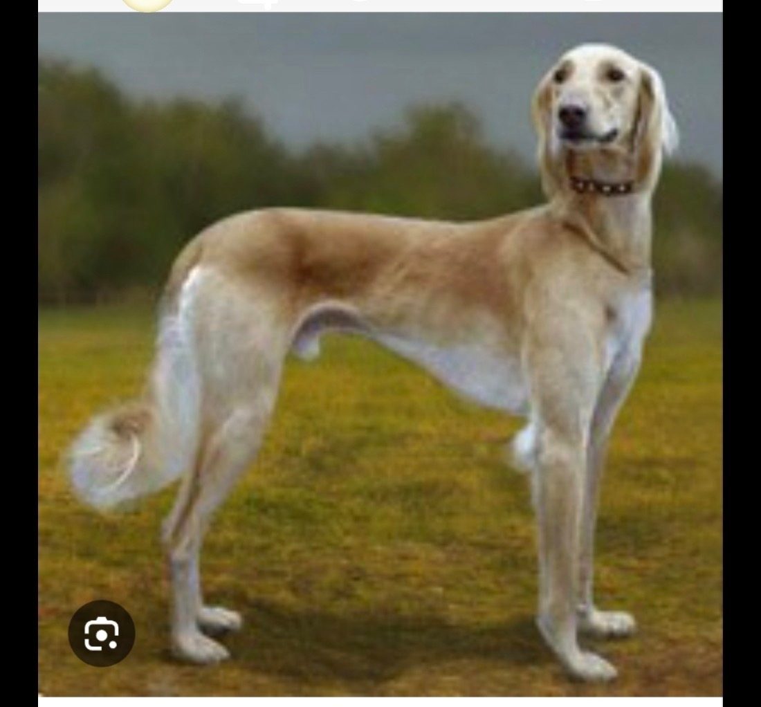 Lost Dog in Glasgow, Scotland — listing photo