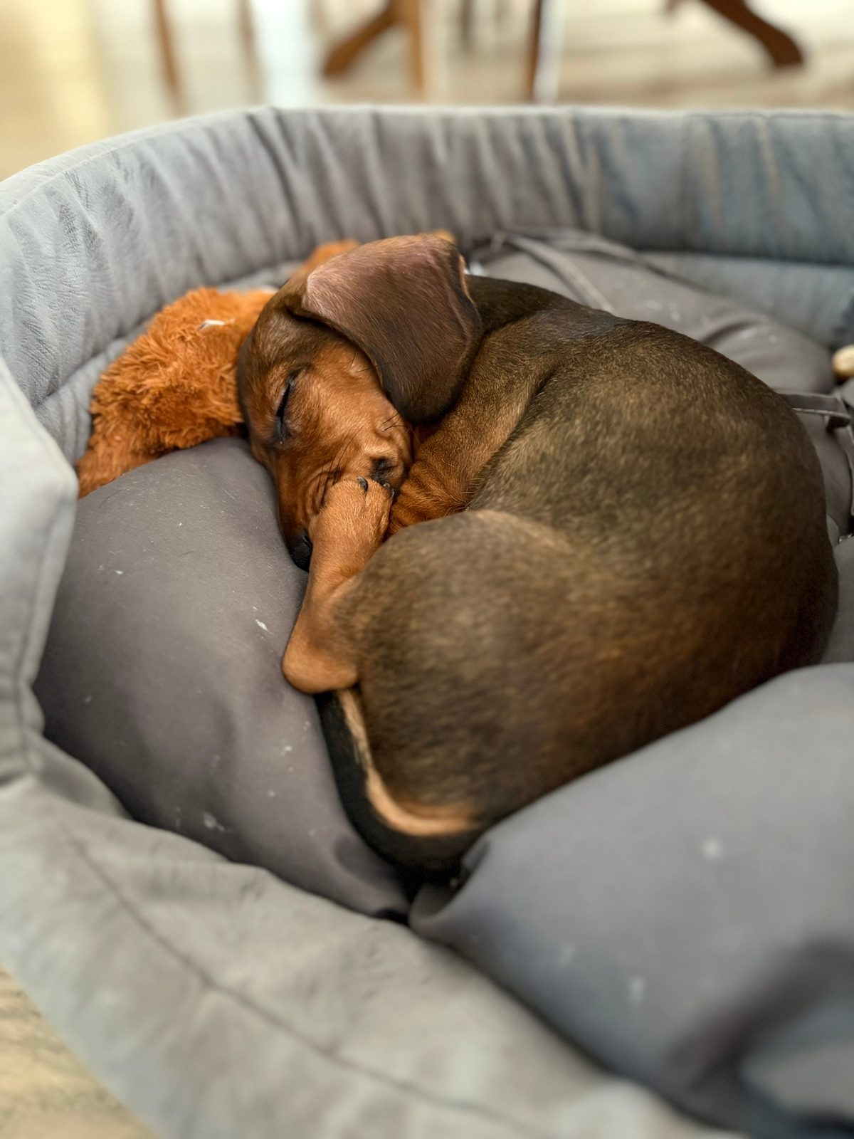 Lost Dog in Watford, England Lost Dog in Watford, England — listing photo