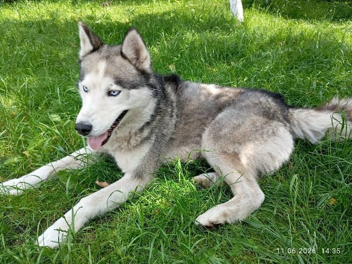 Found Dog in Plymouth, England — Dog found safe in Plymouth
