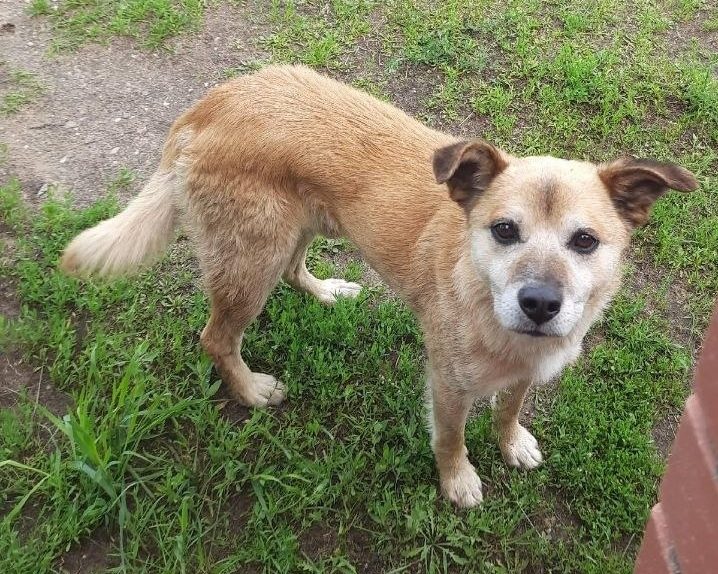 Found Dog in Liverpool, England — Stray dog found in Liverpool