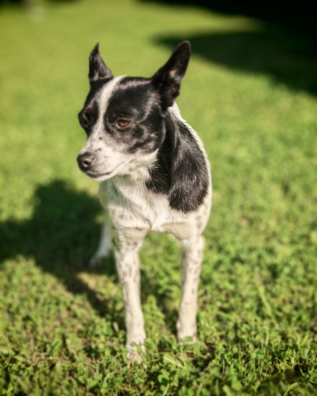 Found Dog in Milton Keynes, England Found Dog in Milton Keynes, England — listing photo