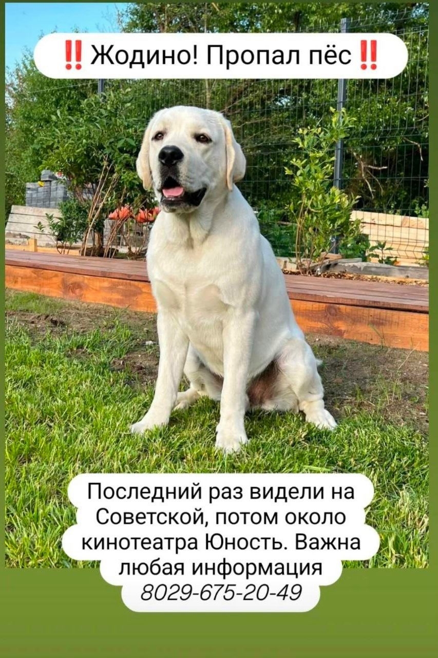 Lost Dog in Stoke-on-Trent, England — Have you seen this dog in Stoke-on-Trent?
