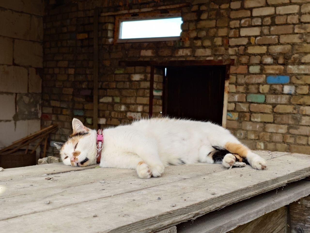 Lost Cat in Leicester, England — listing photo